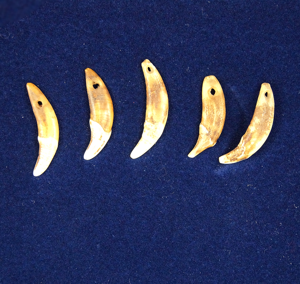 Set of five drilled canine teeth found at the Glover's cave site in Christian County Kentucky.