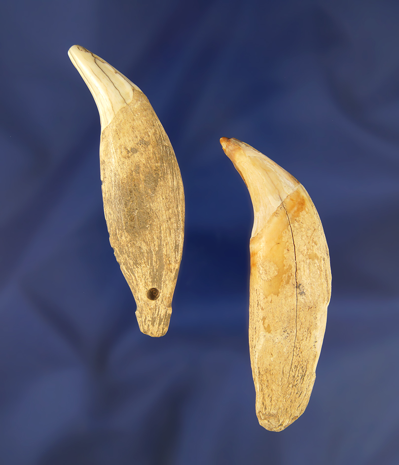 2 Bear Teeth, both are spotted for drilling, 1 has tally marks found in Greenup Co., Kentucky.