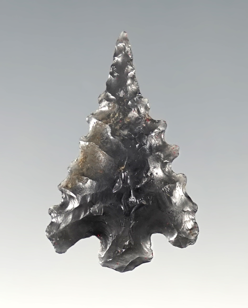 1 3/16" serrated Calipooya point made from semi translucent obsidian - Southern Oregon.