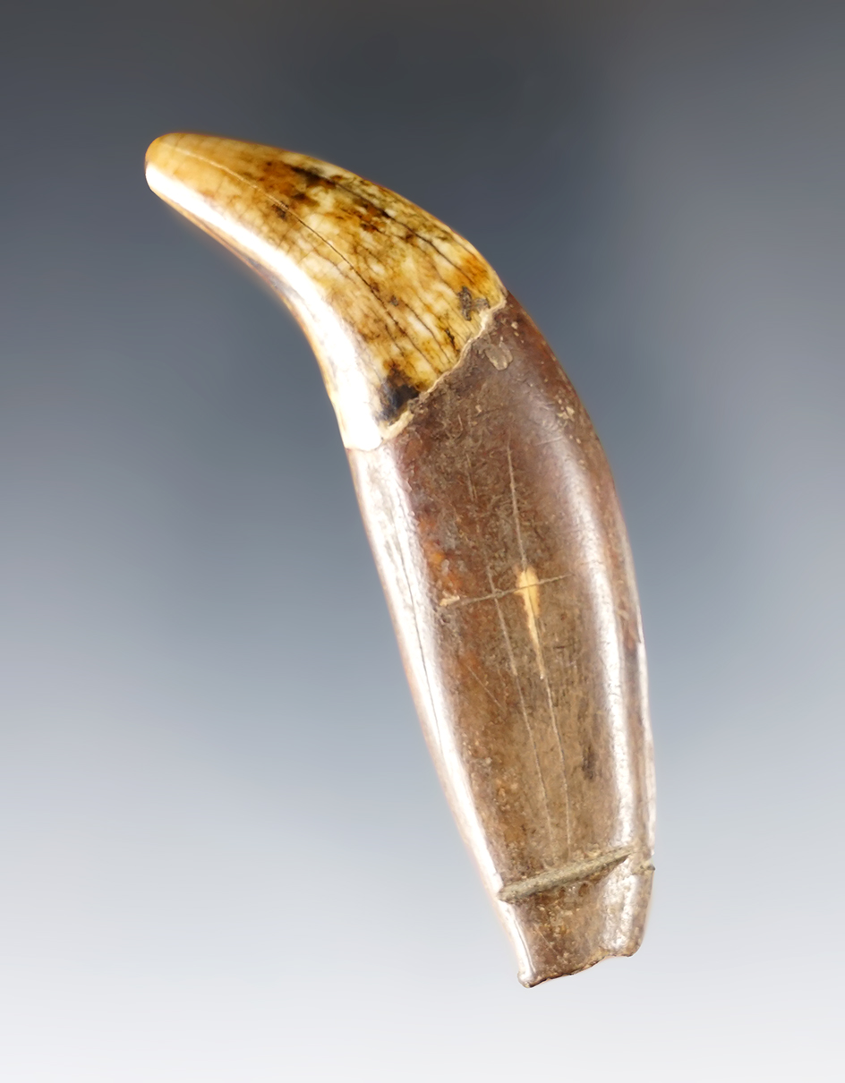 3" long bear tooth pendant that has been grooved for suspension found in Alaska.