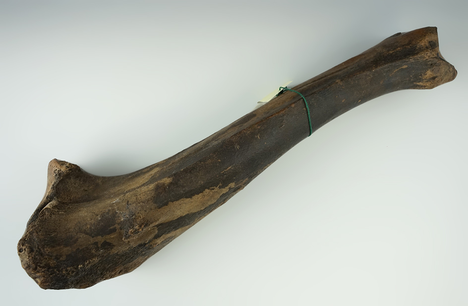 15 1/2" long Pleistocene Bison Antiquarius femur fossil found in the Little Sioux River, Iowa.