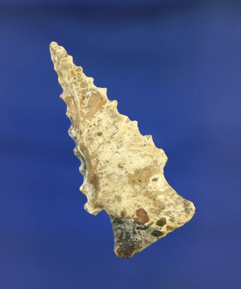 Nice serrations on the steeply beveled 1 13/16" Bolen found in northern Florida.