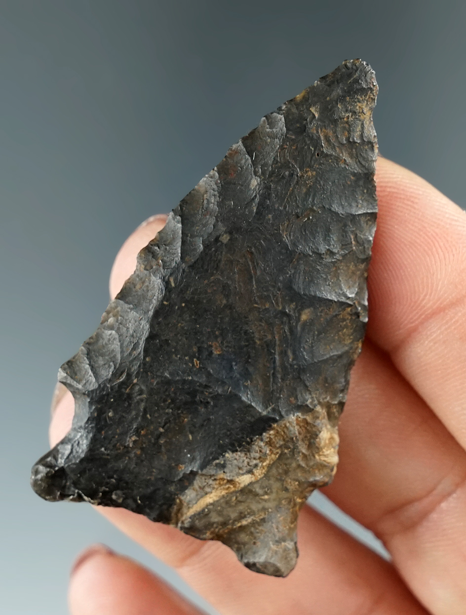 2 1/8" Cornernotch found in Florida with restoration to one basal ear.