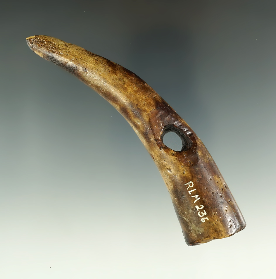 4 7/8" antler digging stick handle used for digging Wapato roots. Found in Umatilla, Oregon.