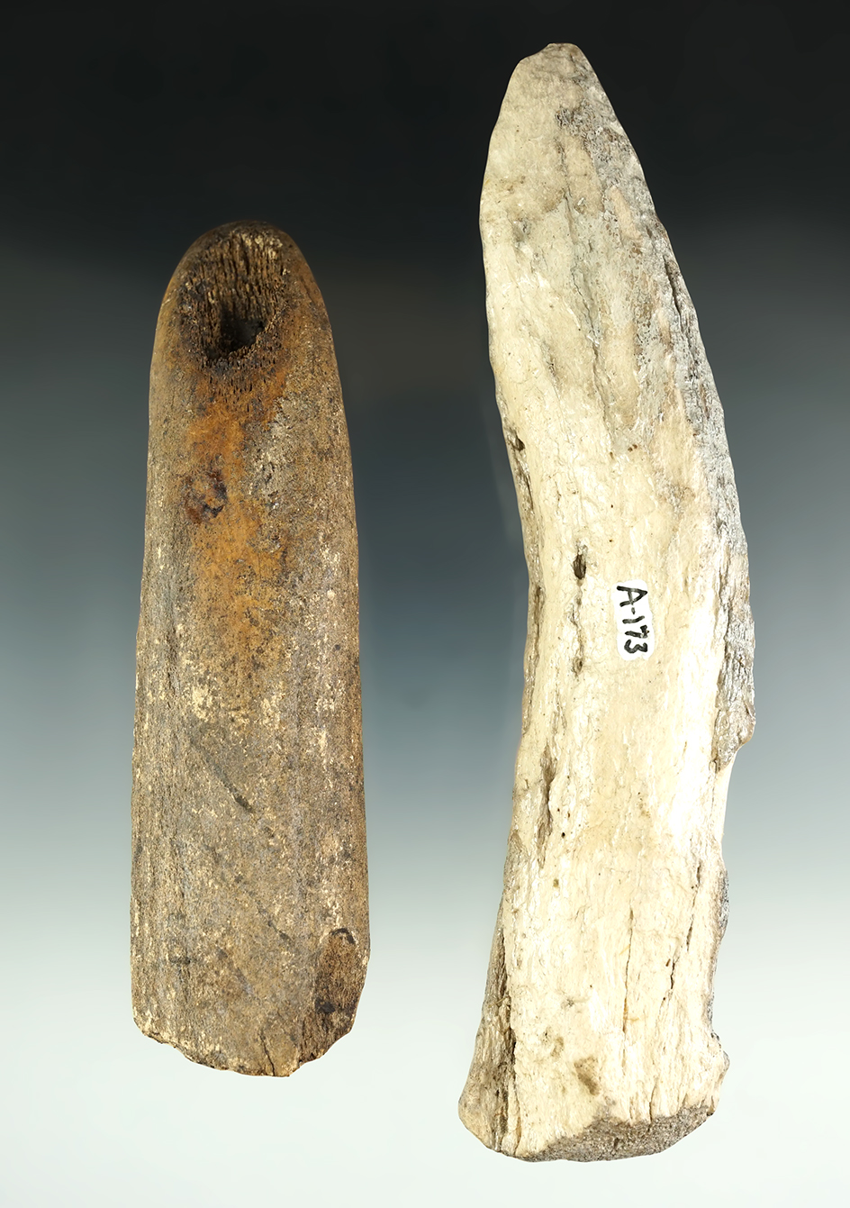 Pair of Elkhorn wedges found near Sauvies Island, Umatilla, Oregon. Largest is 7" long.