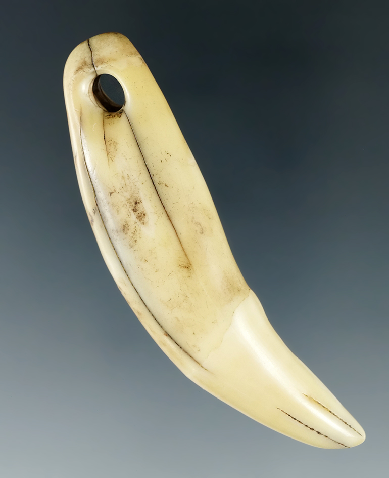 2 15/16" drilled bear tooth pendant found in Tennessee.