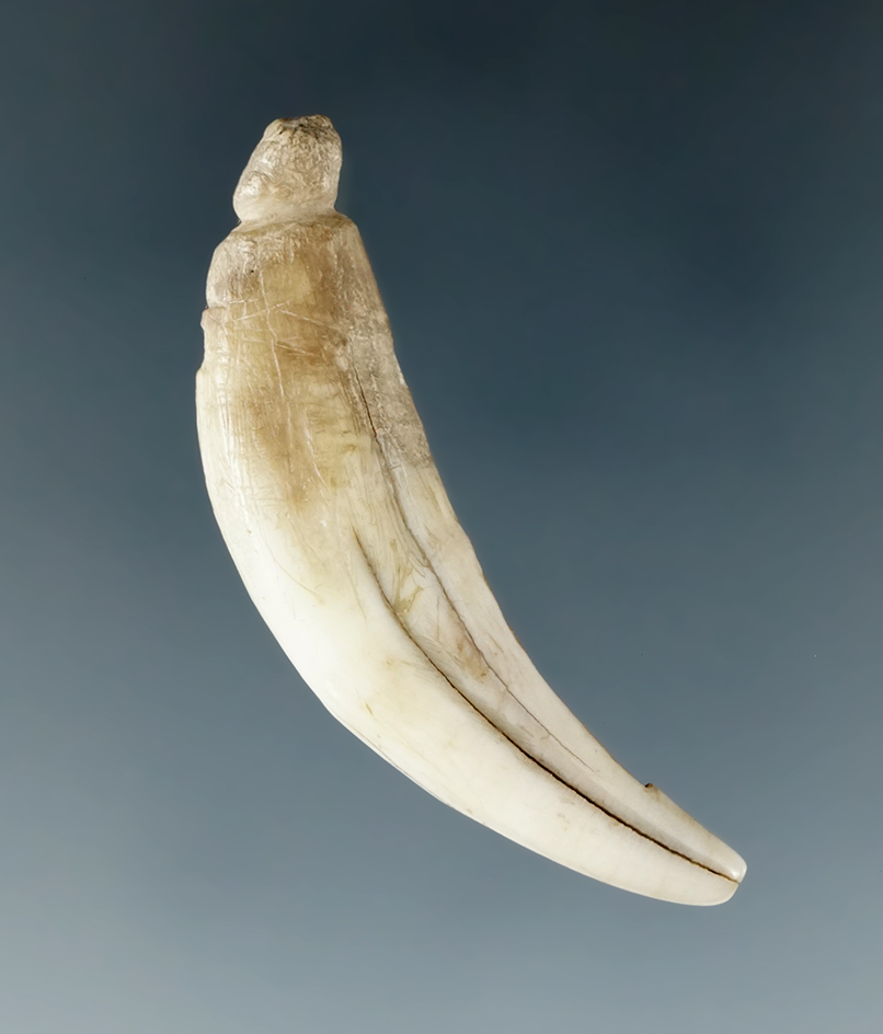 1 11/16" canine tooth pendant which has been grooved for suspension found in Tennessee.