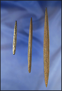 Set of three river-stained Bone Pins found in Suwanee Co.,  Florida. Largest is 5 3/16".