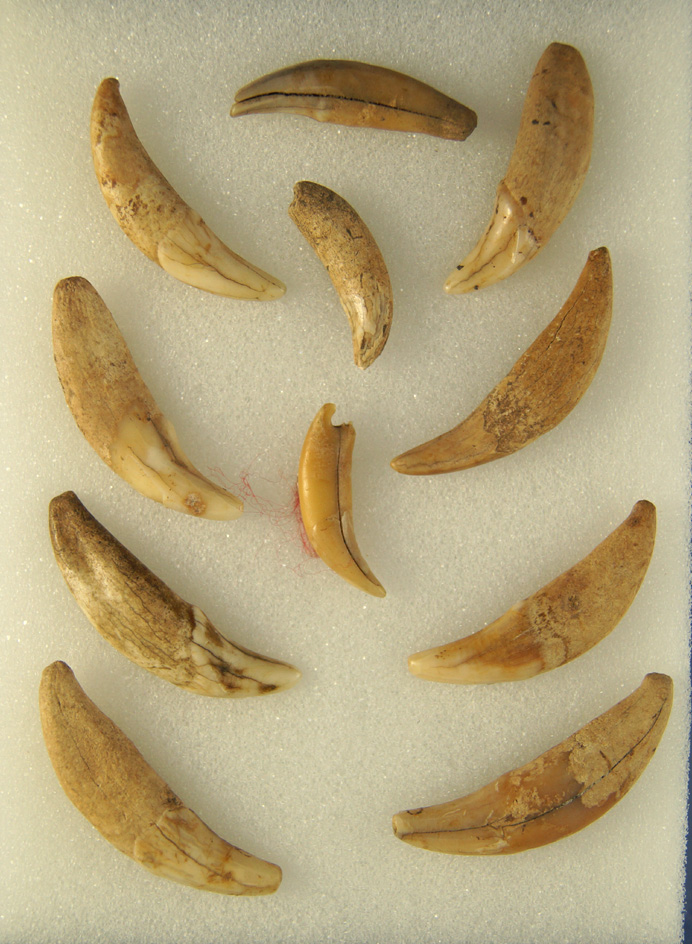 Set of 11 canine teeth found by Art Gerber at the Crib Mound, Spencer Co.,  Indiana.