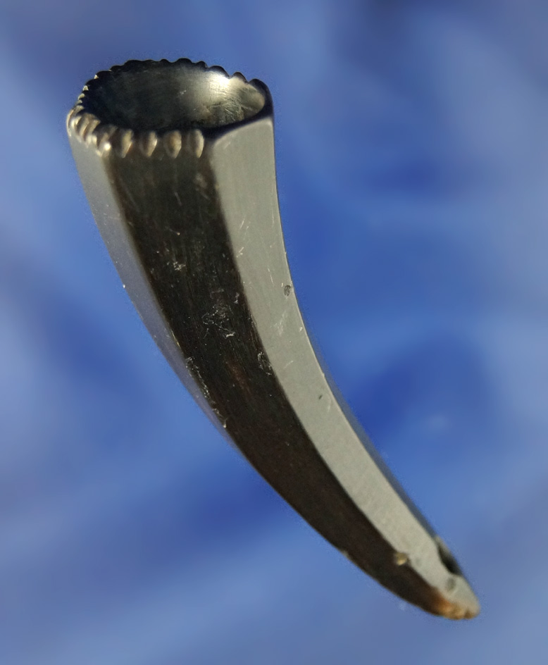 2 3/4" nicely decorated cow horn powder measure.