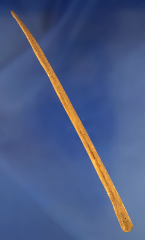 6" long slender Bone Hairpin found in limestone Co.,  Alabama. Pictured in Hothem's book