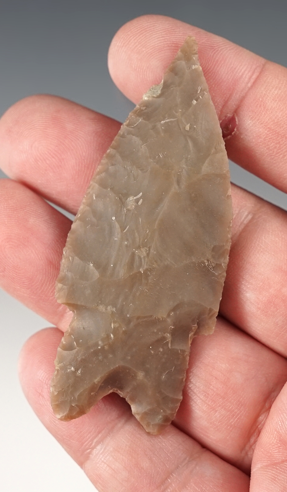 Nice 2 15/16" Pedernales found in Uvalde Co., Texas. Comes with a Rogers COA.