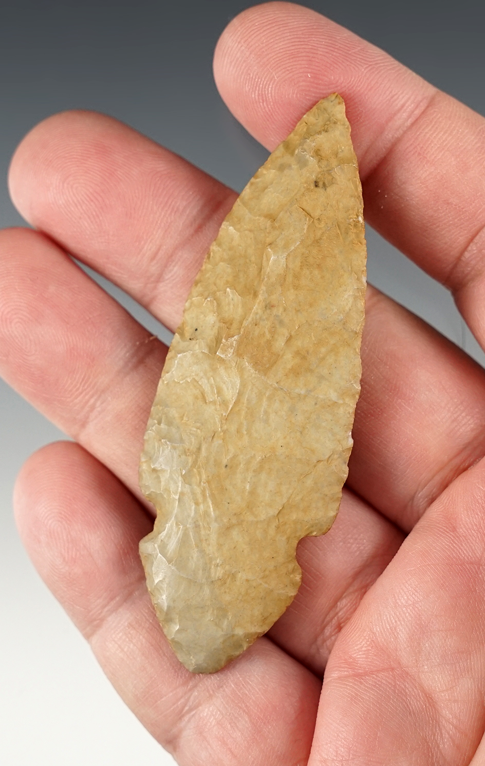 Nice 3 1/16" Turkeytail found in Kentucky. 