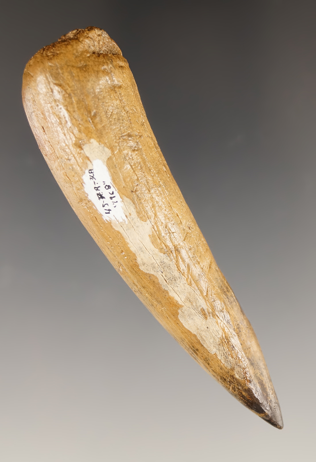3 1/4" Elk Antler Wedge found in Clark Co., Washington.