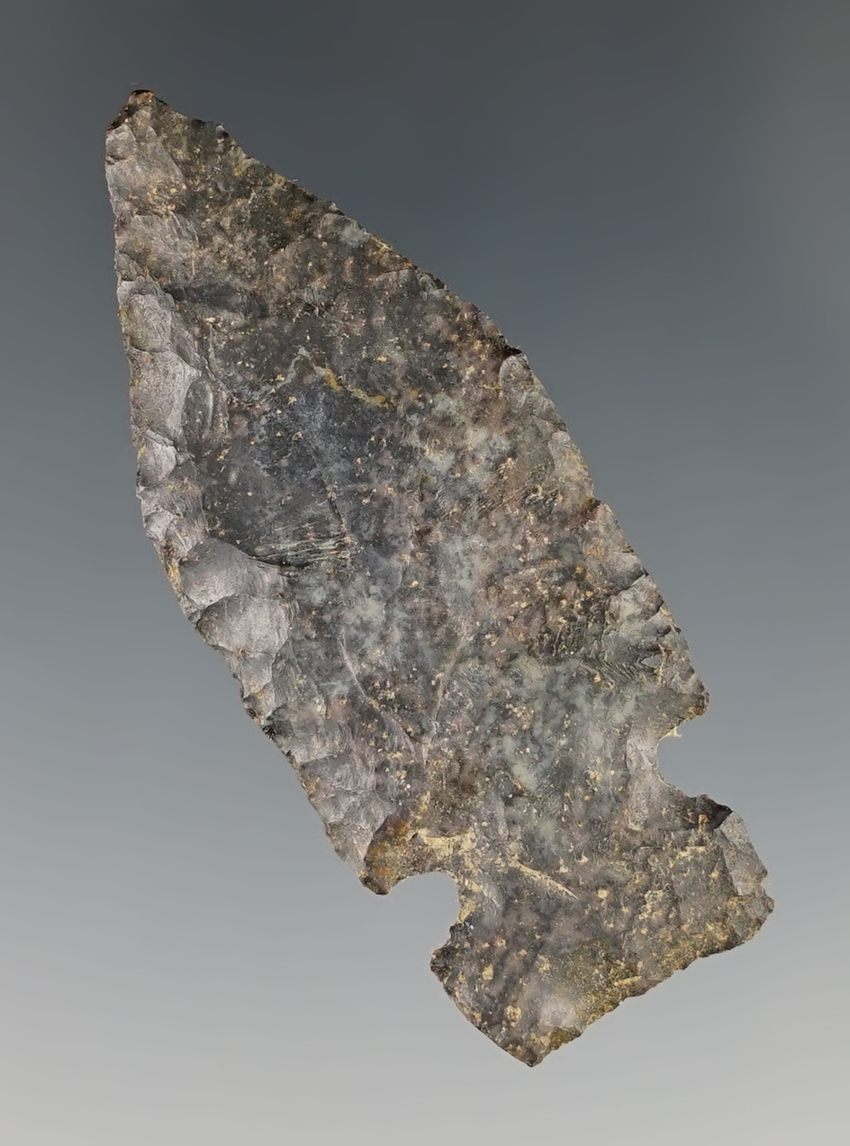2 1/16" Jacks Reef Pentagonal. Found by M. Moore in Fulkville, Montgomery Co., NY.