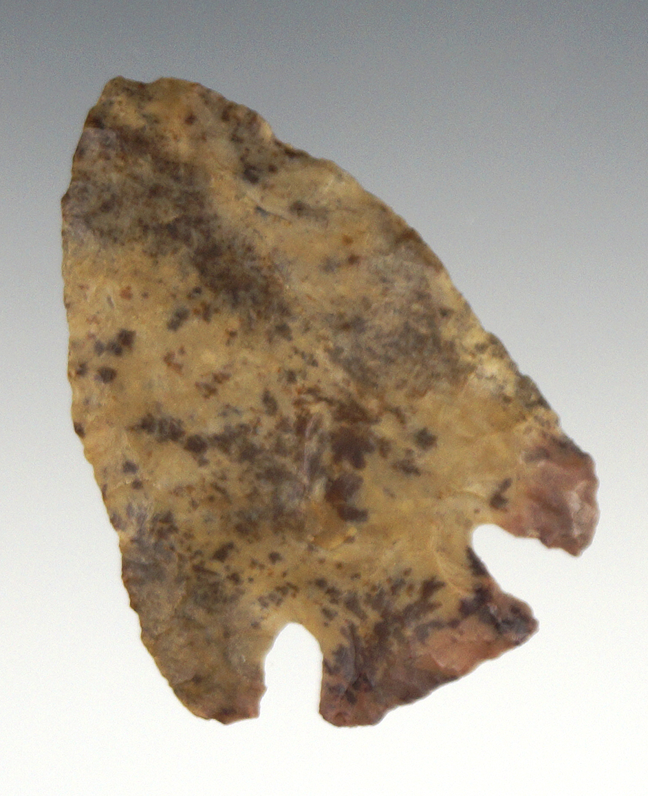 2" Well flaked, nicely styled and thin Cornernotch Point found in Marion Co., Florida.