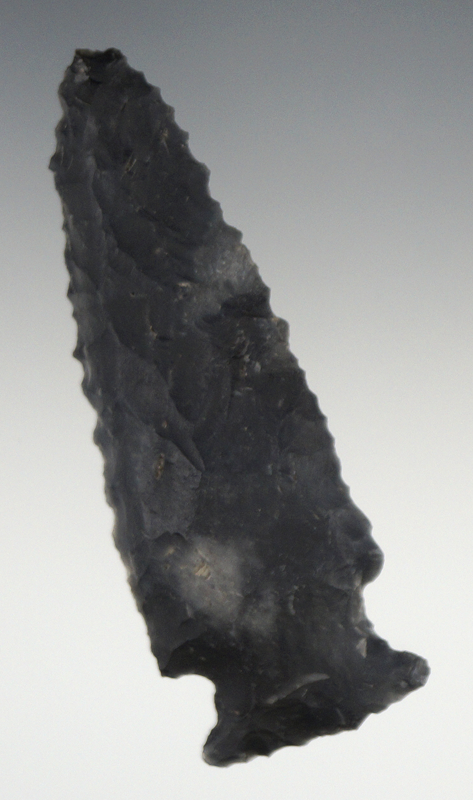 Excellent edge serrations on this nicely beveled 2 7/8" Archaic Sidenotch - Putnam Co., Florida.