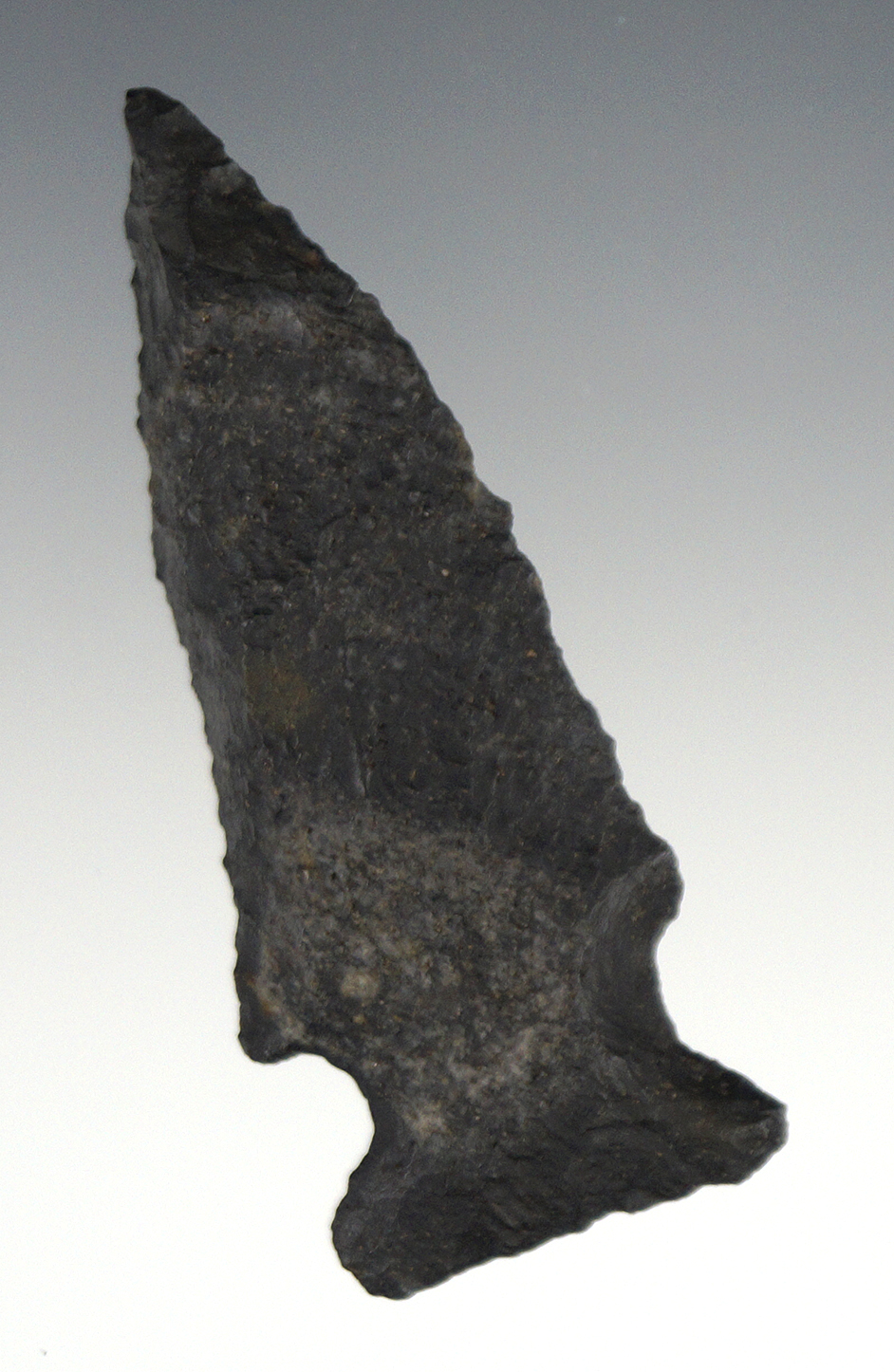 2 13/16" Archaic Bevel found near the Suwanee River, Florida.