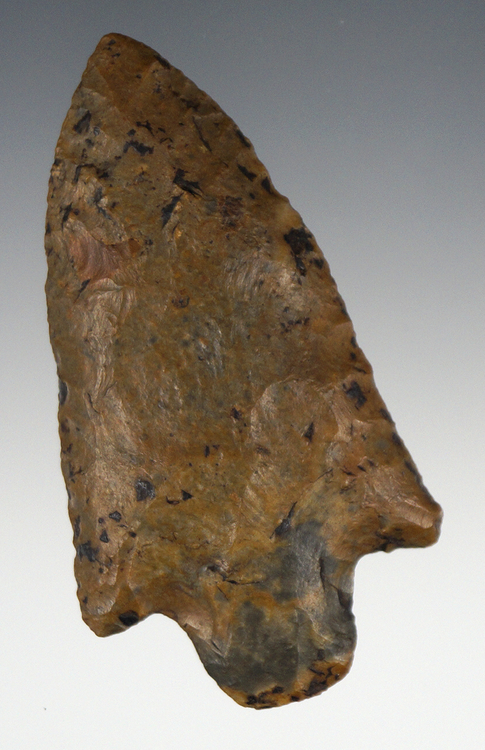 Nice! Excellent flaking, style and color on this 3" Newnan found in Live Oak, Florida.