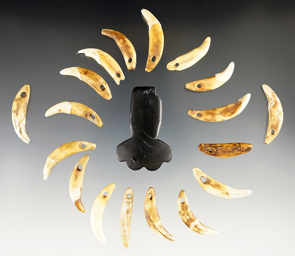 Group of drilled canine teeth & a cannel coal pendant. Found at a site in Kentucky.
