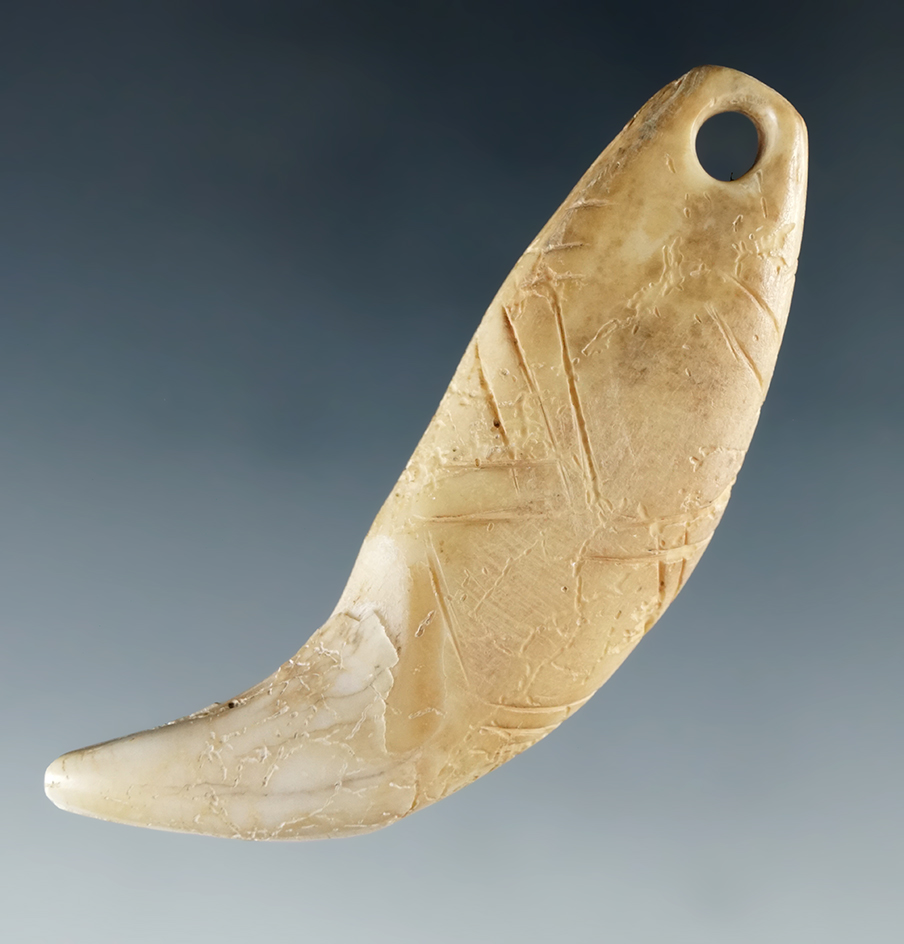 Very nice 2 7/16" drilled and decorated Bear Tooth Pendant with nice incise carved lines.