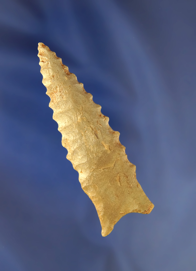 Sale Highlight! Excellent flaking and serrations on this 3 1/8" Dalton found in Stokes Co., NC.