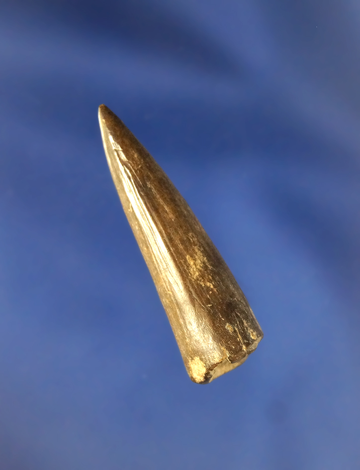 Nicely patinated 1 1/2" Antler Tip Projectile Point found at the Feurt site in Scioto County Ohio.