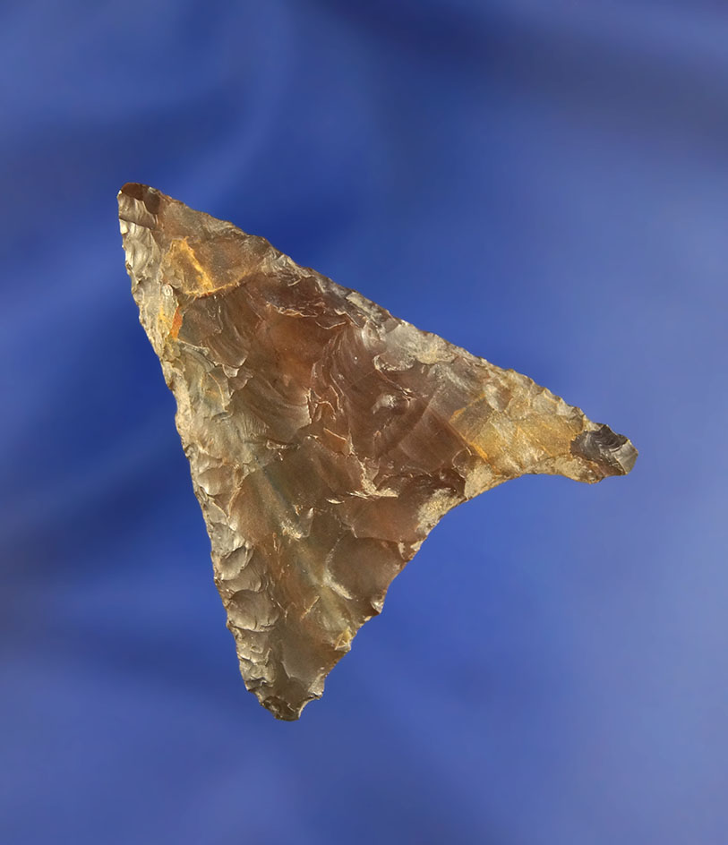 2 1/16" Columbia Mule Ear found near the Columbia River, Washington.