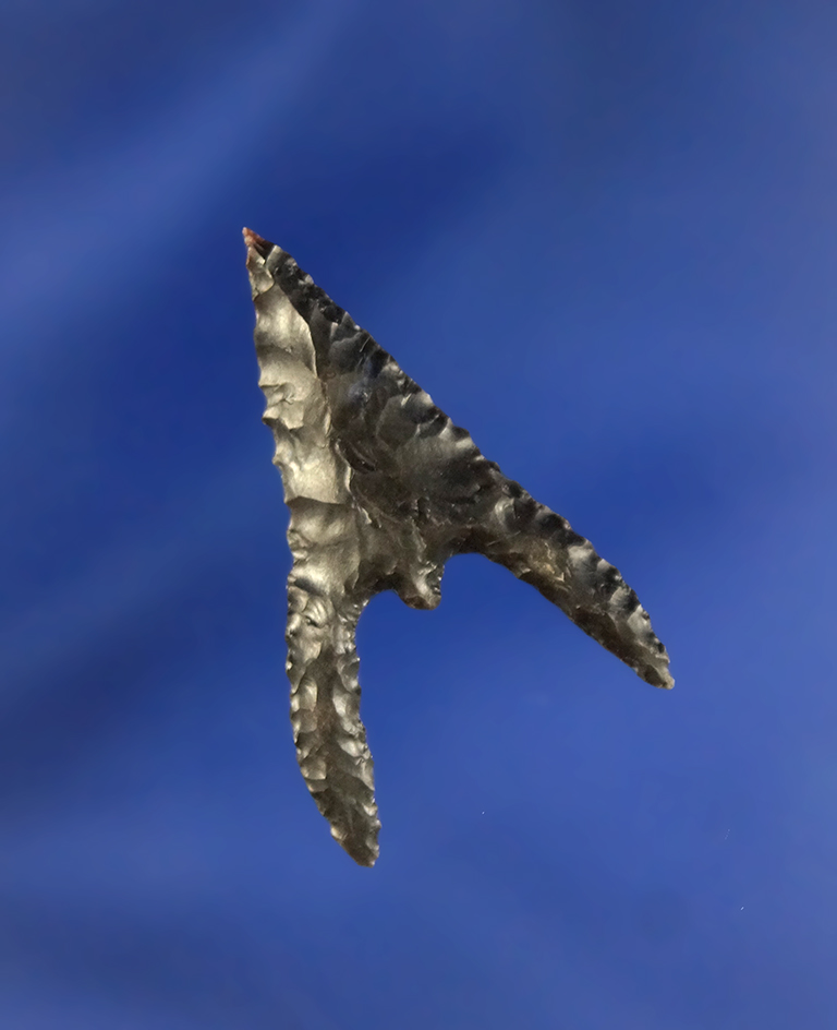 1 1/4" Gunther with beautiful long drooping Barbs found in Oregon.