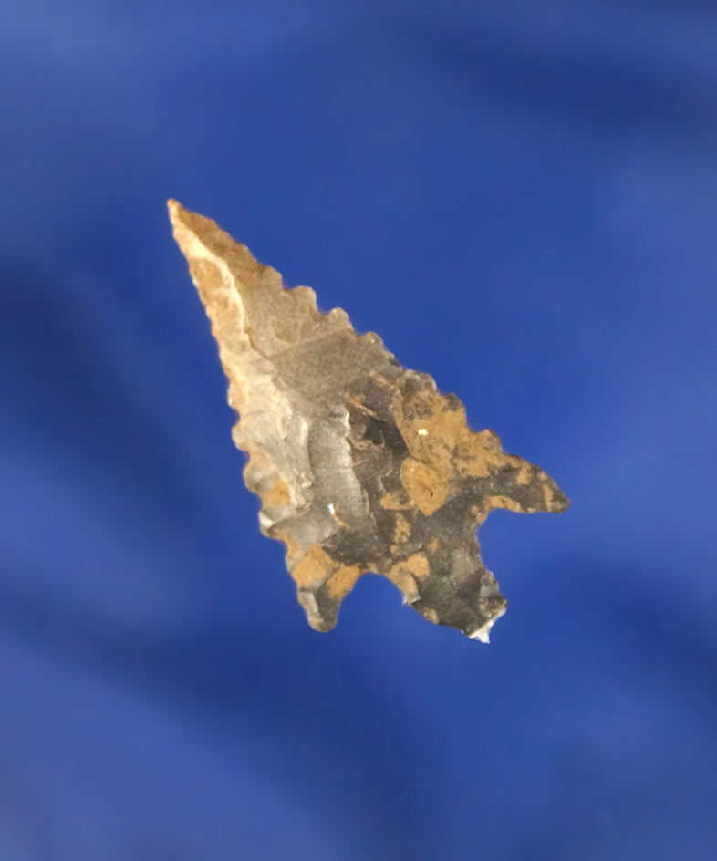 1 1/8" Gunther with nicely serrated edges found in Oregon.