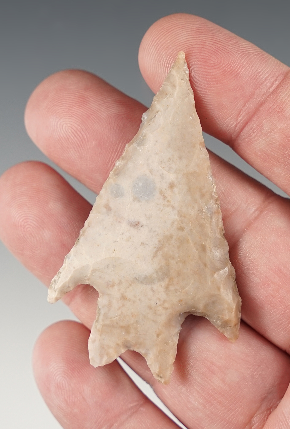 Exceptional 2 1/4" "Comanche Style" Pedernales found in Bandera Co., Texas. Rogers COA.