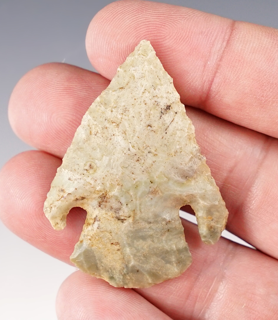 1 7/8" very attractive Shumla type point with deep notches and delicate barbs. Found in Arkansas. 