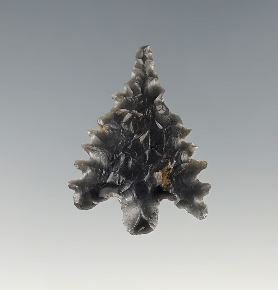 Ex. Museum! 1" Calapooya with fine serrations. Found in Oregon.