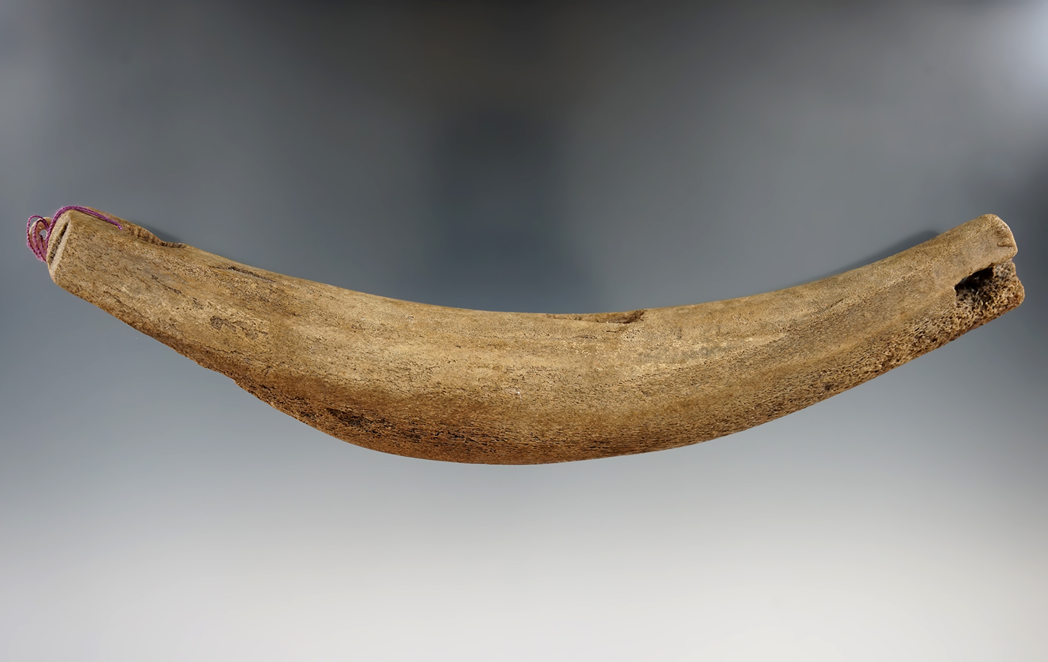 8" Inuit sled runner handle found in Alaska.