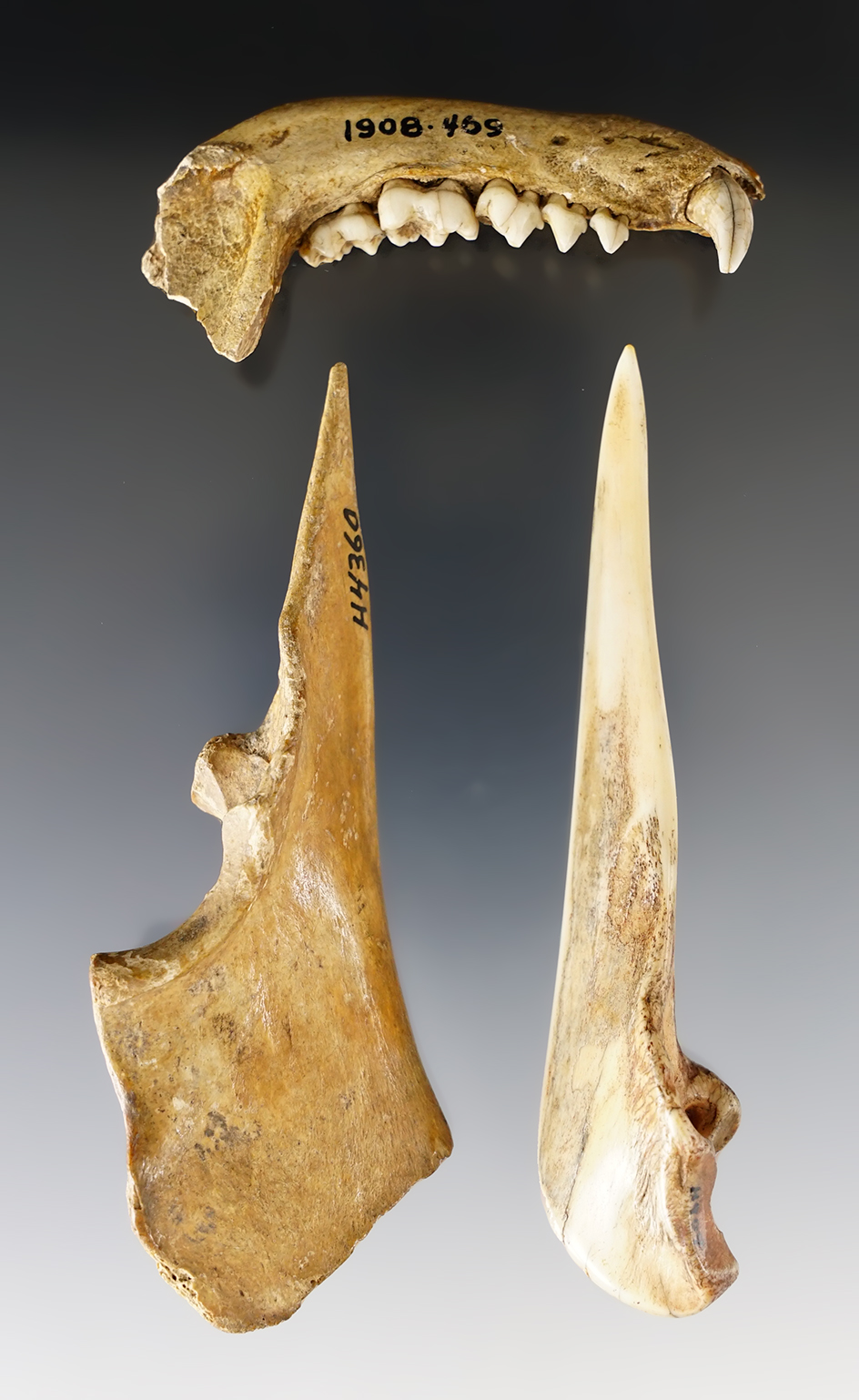 Frame of site material - Southern Ohio. Canine jaws and two very nice bone Awls, etc.
