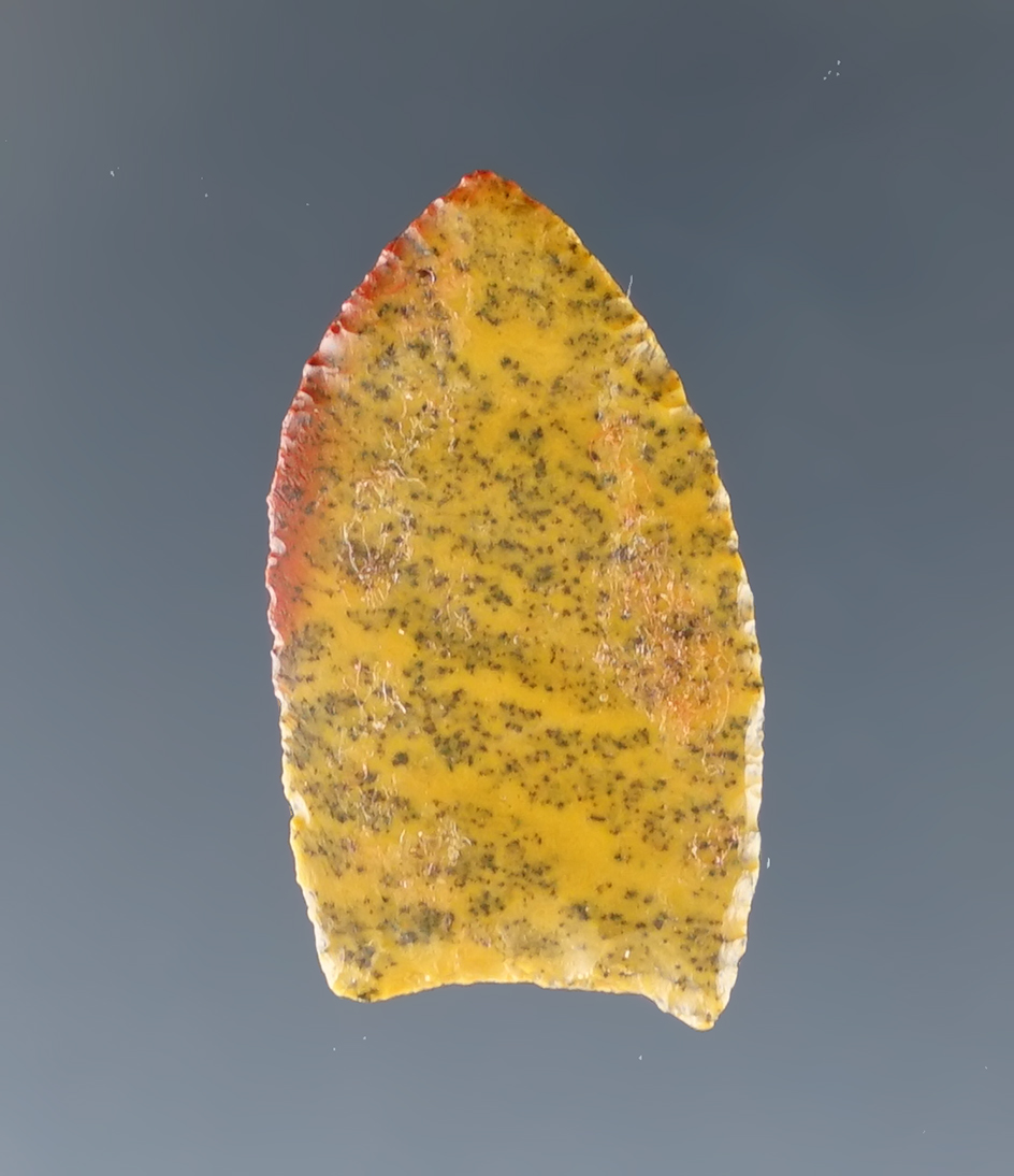 Rare Paleo! Paper-thin 1" Midland Point made from beautiful material found in southern Colorado.