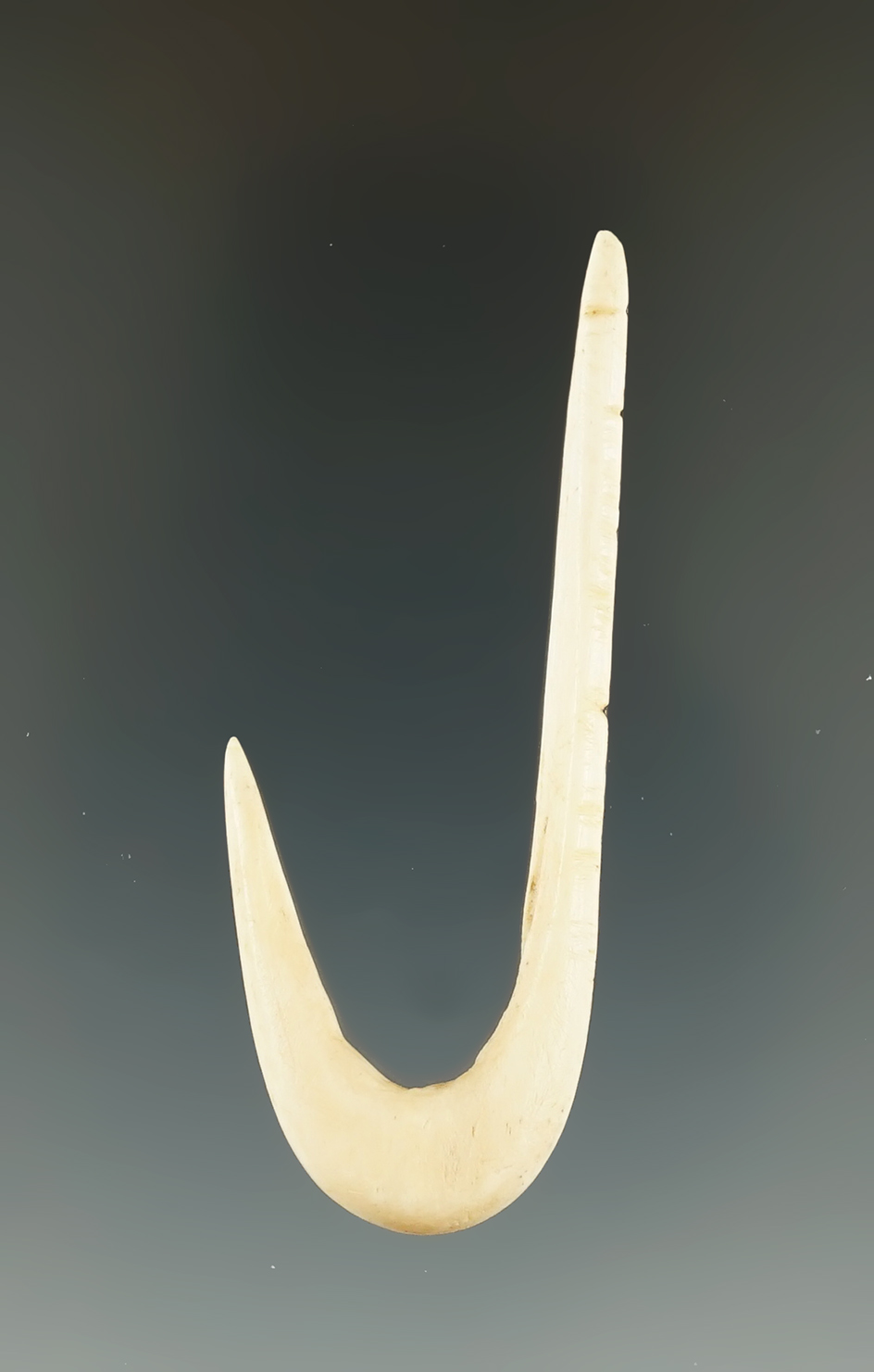 2 9/16" Mandan Fish Hook made from Bison Bone. Found in Potter Co., South Dakota.