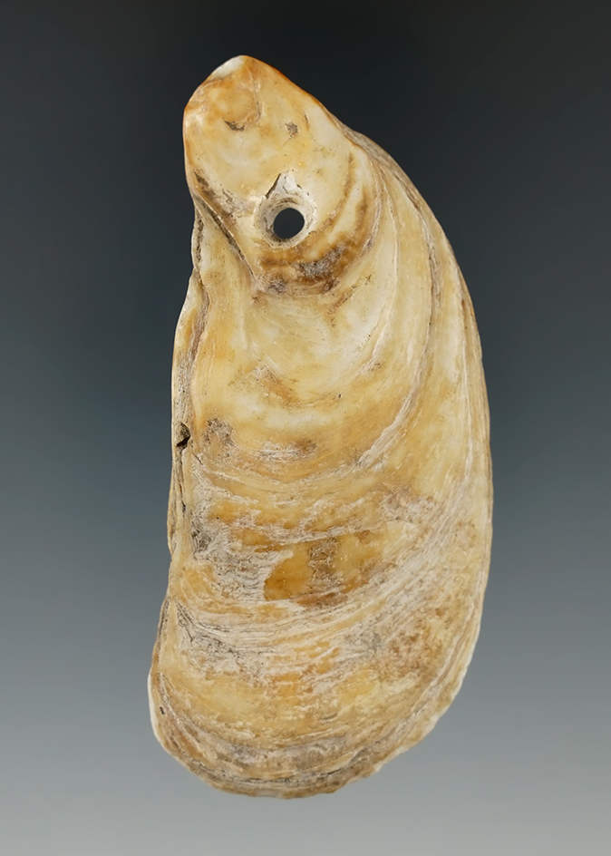 3 3/16" Drilled Clam Shell Pendant found in New York.