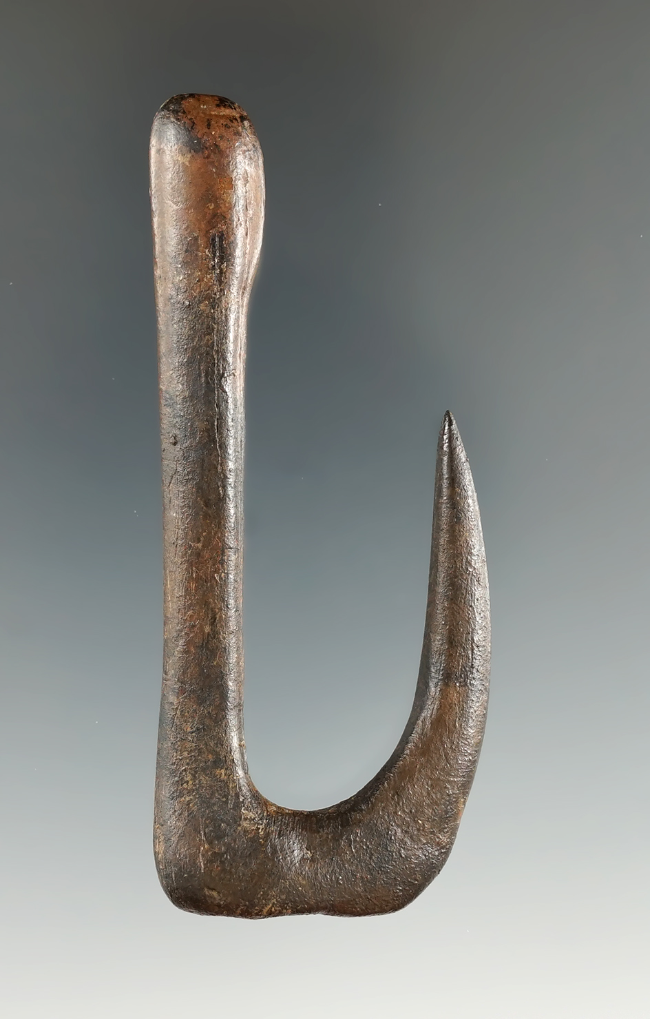 3 3/16" Flared Top Bone Fish Hook with a restored barb, found in Taylor Co., Florida.  COA.