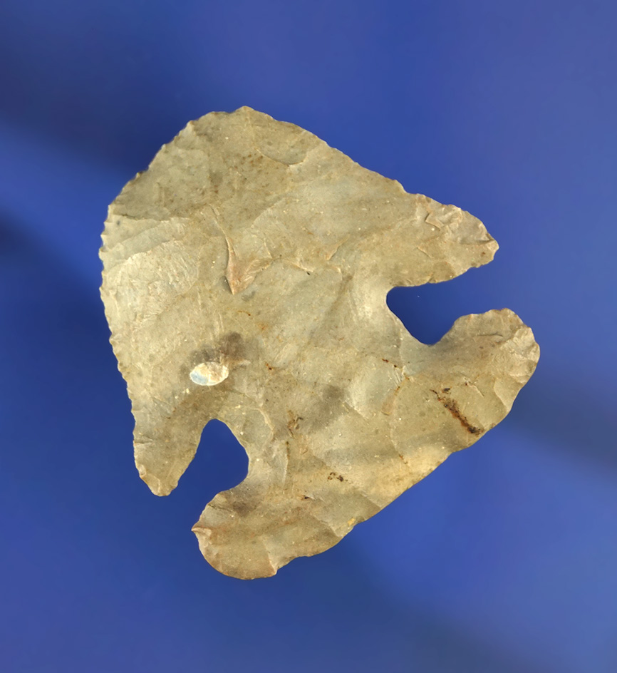 1 9/16" Archaic Thebes "E" Notch Bevel hafted scraper found in Knox Co.,  Ohio. Ex. Jim Hawks.