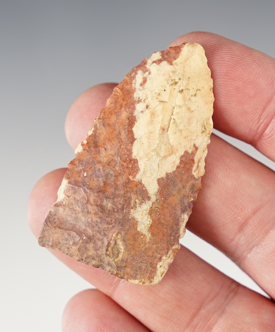 2 1/16" Triangular blade with a nicely ground base recovered in Florida.