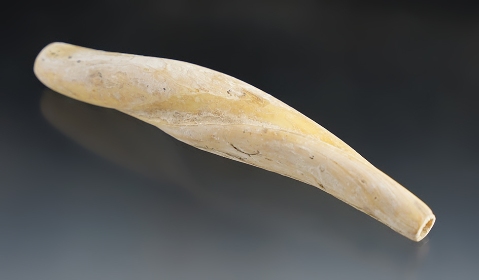 Rare! Very large 5 1/8" Marine Whelk shell bead that is fully drilled! Great Gully Site, New York.