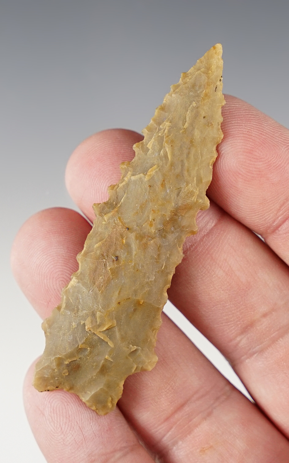 2 3/4" Nicely serrated Kirk Bifurcate found in Boone Co., Kentucky in the early 1900's.