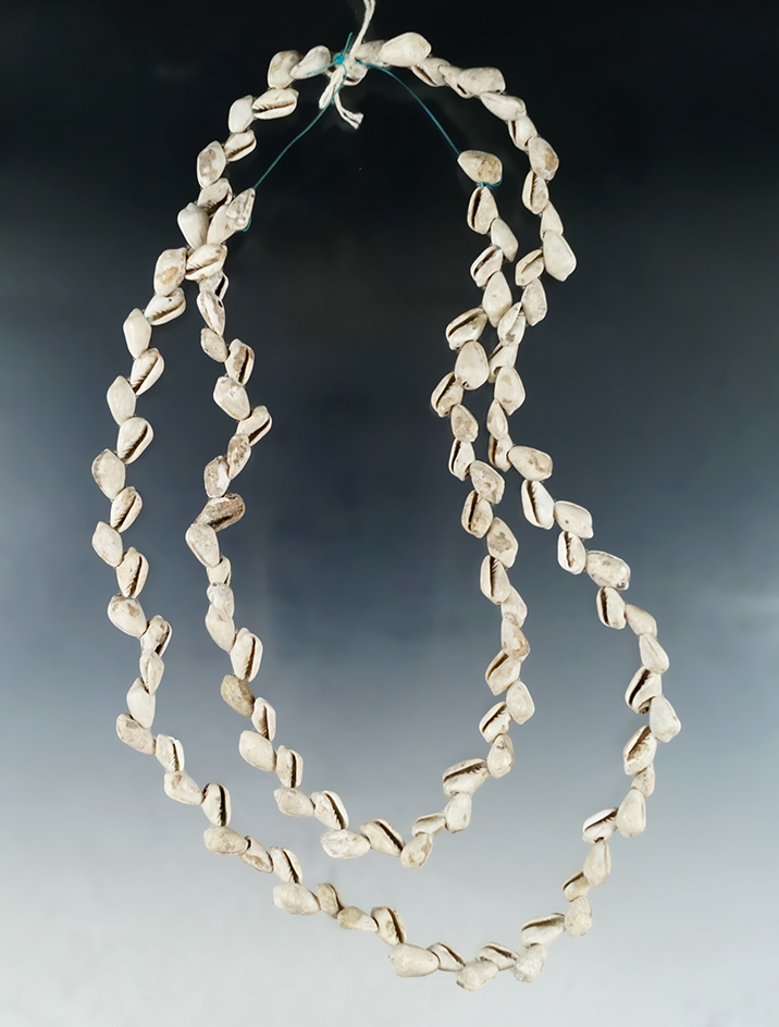 Nice necklace made from Marginella shell beads recovered in Smythe Co., Virginia.