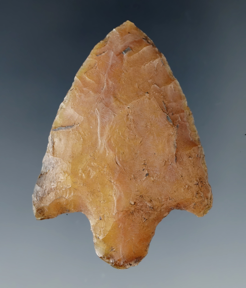 2 1/4" Newnan - nicely styled from heat-treated Agatized coral found in Hillsborough Co., Florida.