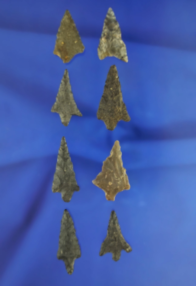 Set of eight Basalt arrowheads, largest is 1 1/4". California.