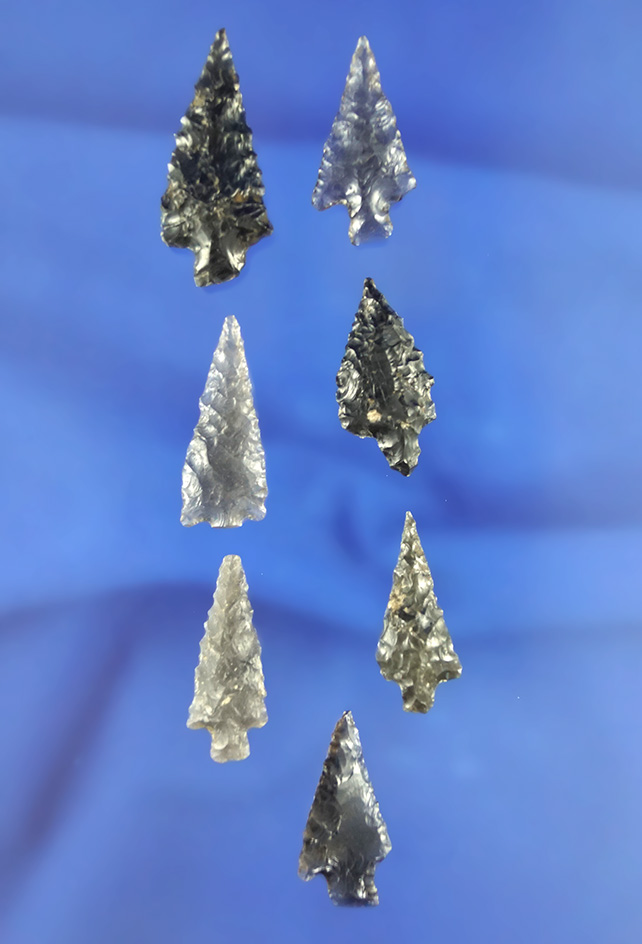 Set of 7 obsidian arrowheads, largest is 1 1/4". California.