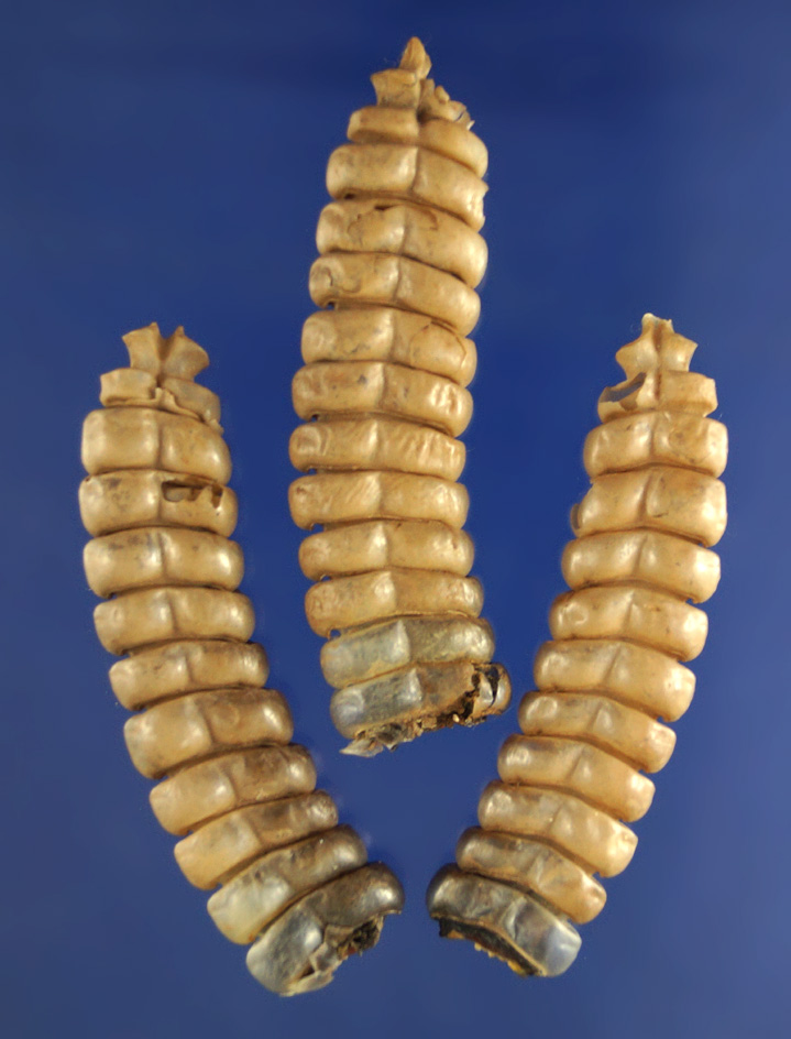 Set of three large Rattlesnake rattles found in Washington. Largest is 2 3/8".