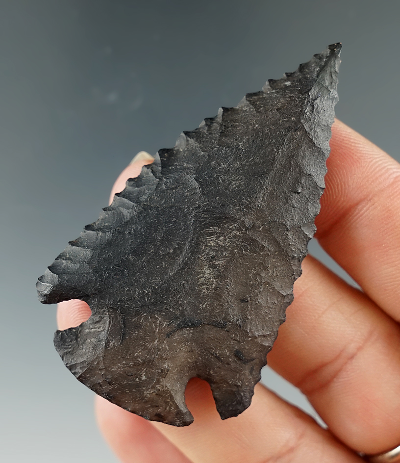 2 7/16" Bolen made from black Chert, found in Pasco Co., Florida. Comes with a Bennett COA.