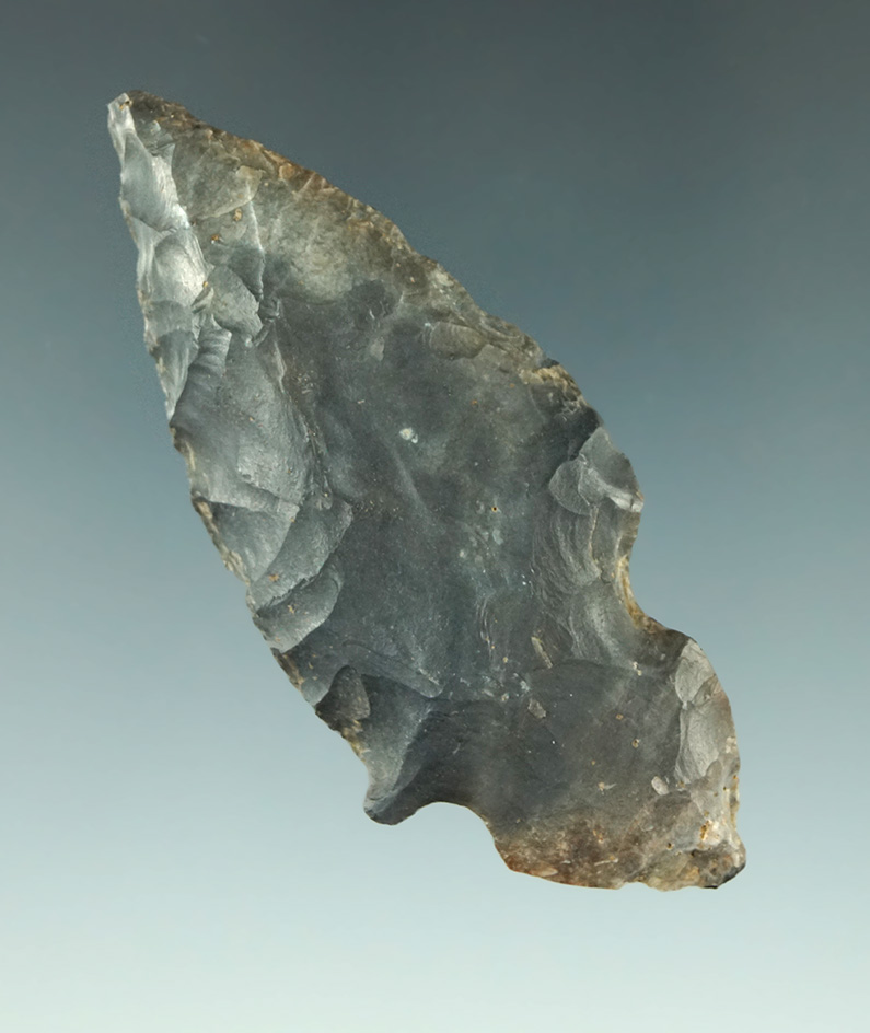 2 11/16" Turkeytail found in Tennessee.